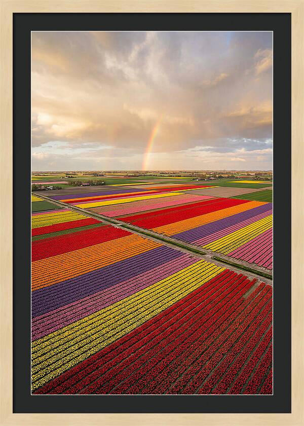 Vibrant Tulip Fields From Above