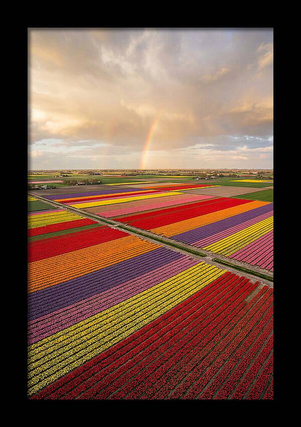 Vibrant Tulip Fields From Above