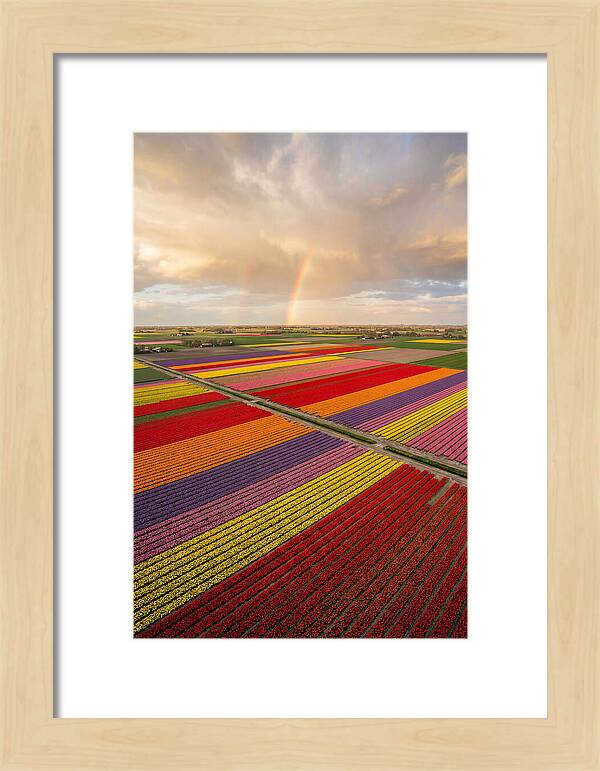 Vibrant Tulip Fields From Above