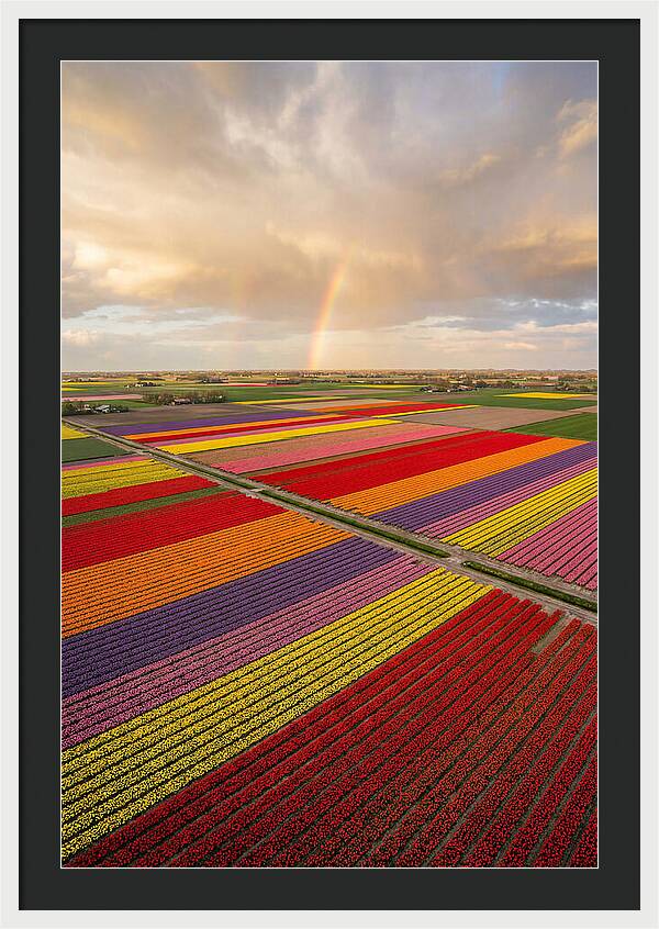 Vibrant Tulip Fields From Above