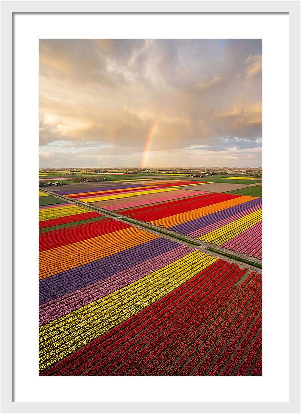 Vibrant Tulip Fields From Above