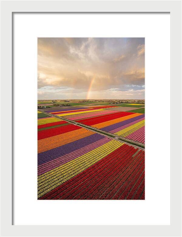 Vibrant Tulip Fields From Above