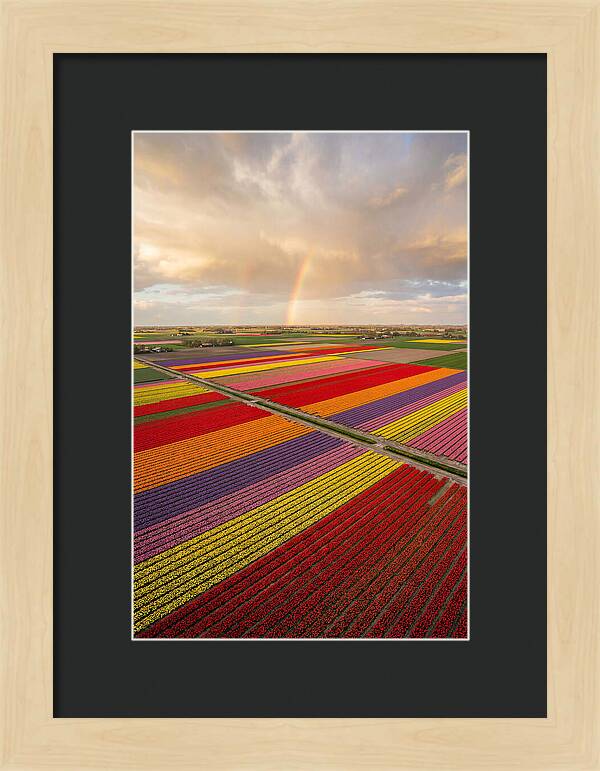 Vibrant Tulip Fields From Above