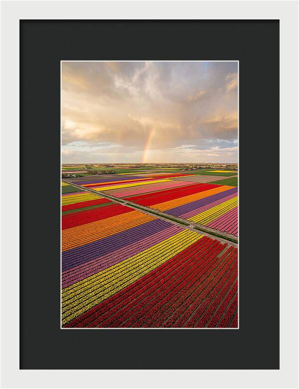 Vibrant Tulip Fields From Above