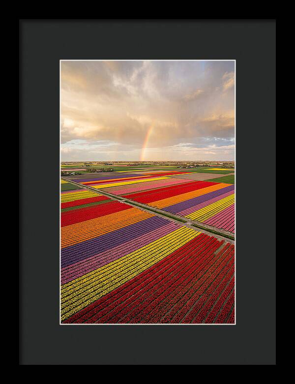Vibrant Tulip Fields From Above