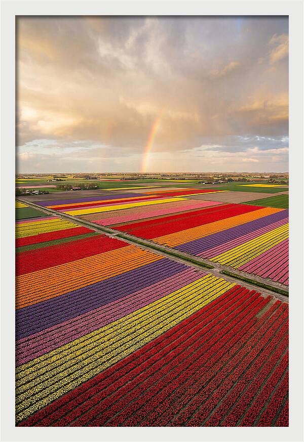 Vibrant Tulip Fields From Above