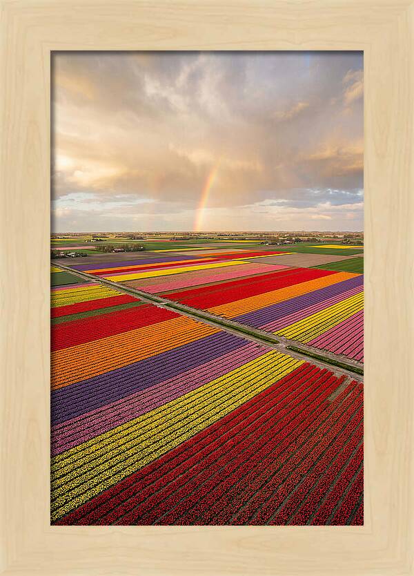 Vibrant Tulip Fields From Above