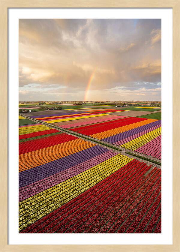 Vibrant Tulip Fields From Above