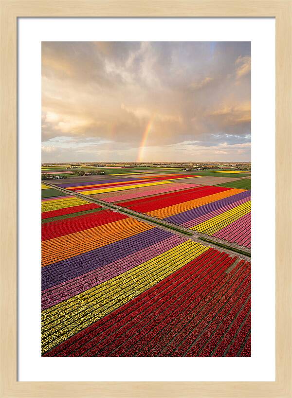 Vibrant Tulip Fields From Above