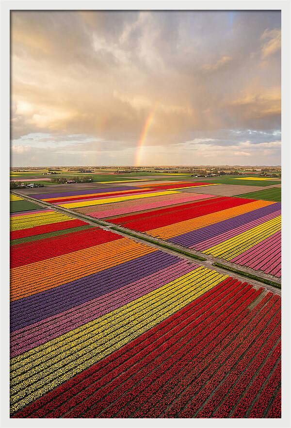Vibrant Tulip Fields From Above