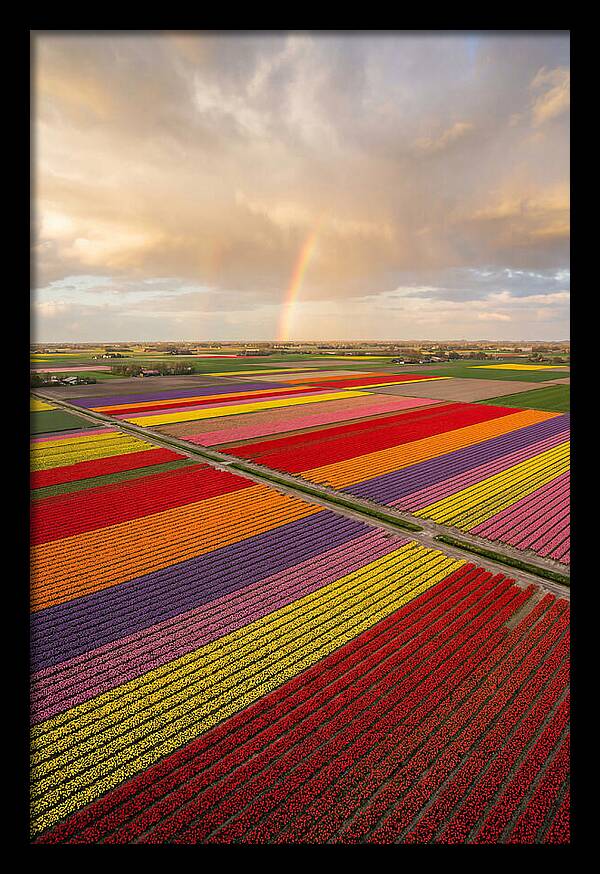 Vibrant Tulip Fields From Above