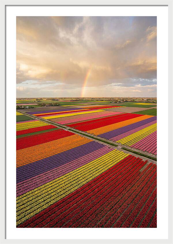 Vibrant Tulip Fields From Above