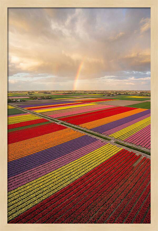 Vibrant Tulip Fields From Above