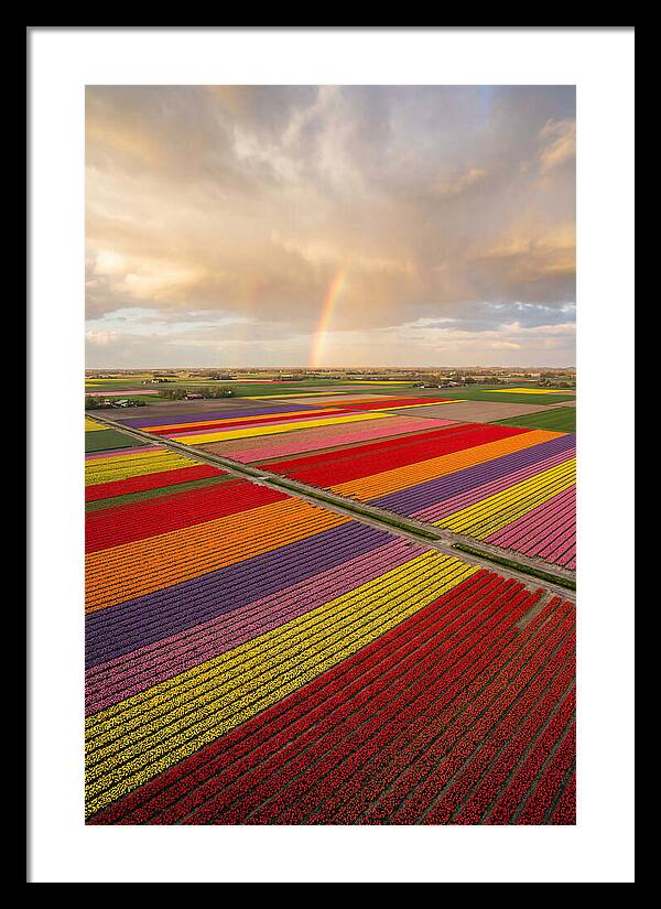 Vibrant Tulip Fields From Above
