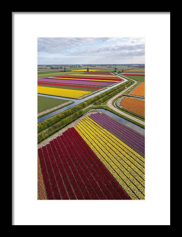 Vibrant Tulip Fields In Spring