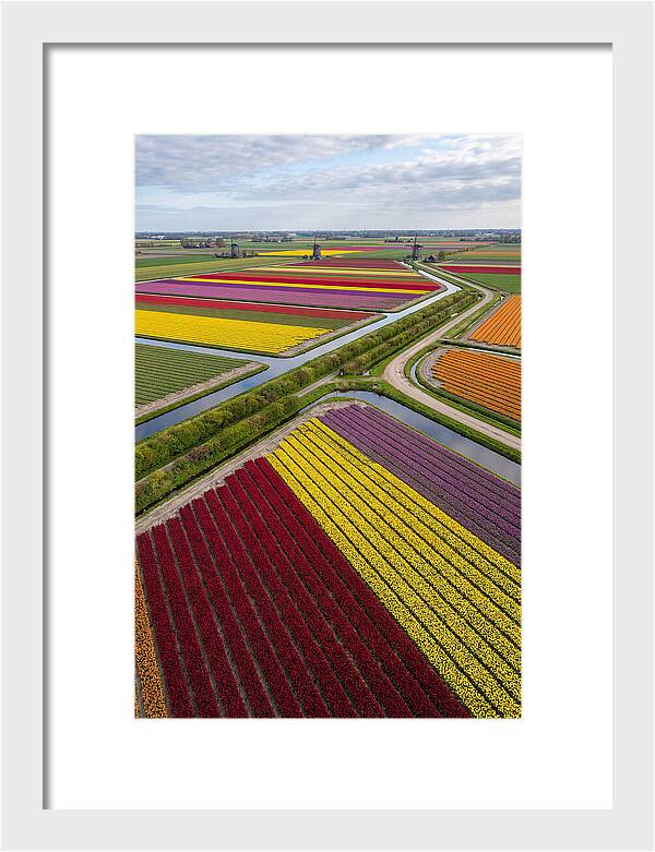 Vibrant Tulip Fields In Spring