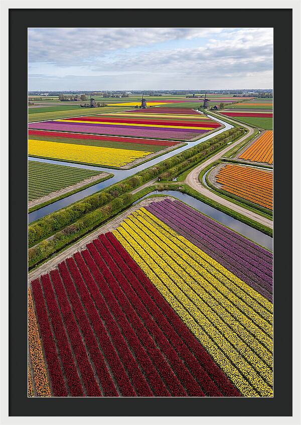 Vibrant Tulip Fields In Spring