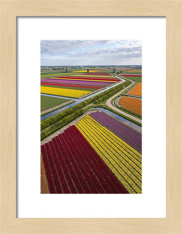 Vibrant Tulip Fields In Spring