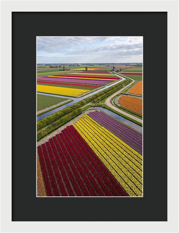 Vibrant Tulip Fields In Spring