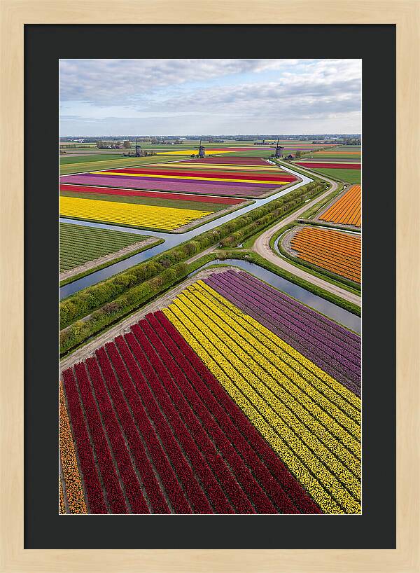 Vibrant Tulip Fields In Spring