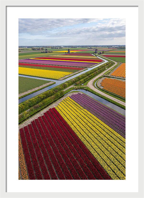 Vibrant Tulip Fields In Spring