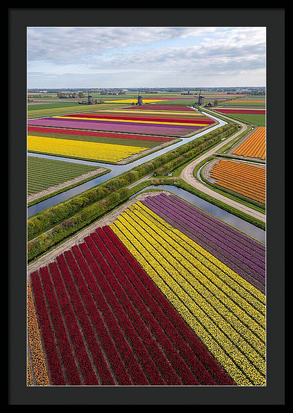 Vibrant Tulip Fields In Spring