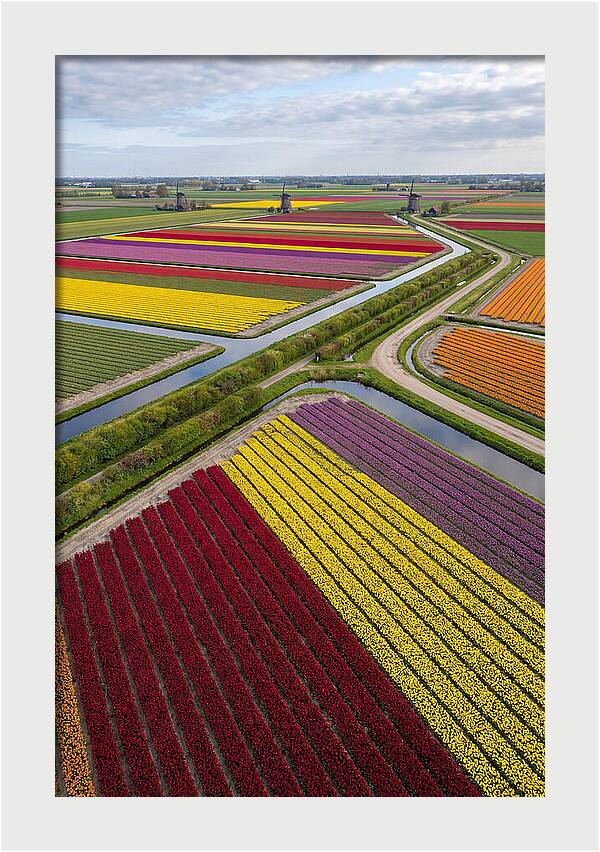 Vibrant Tulip Fields In Spring