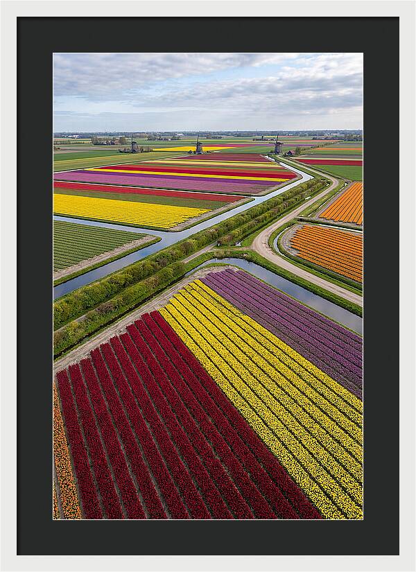 Vibrant Tulip Fields In Spring