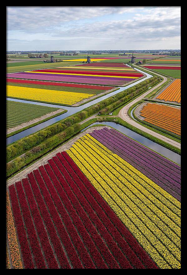 Vibrant Tulip Fields In Spring