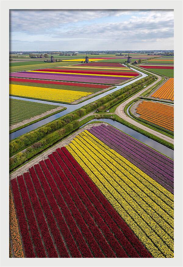 Vibrant Tulip Fields In Spring