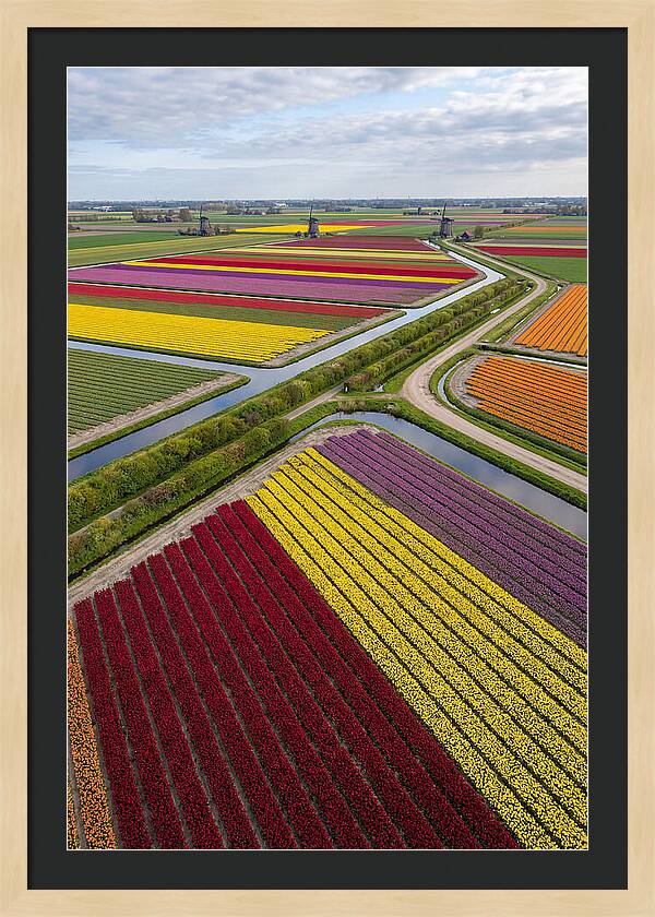 Vibrant Tulip Fields In Spring