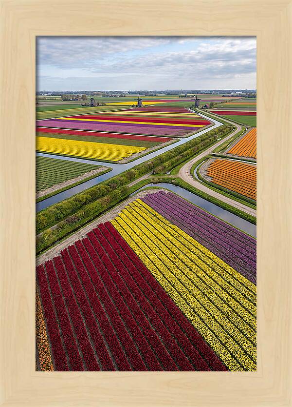 Vibrant Tulip Fields In Spring