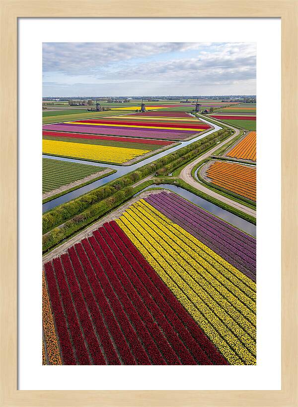 Vibrant Tulip Fields In Spring