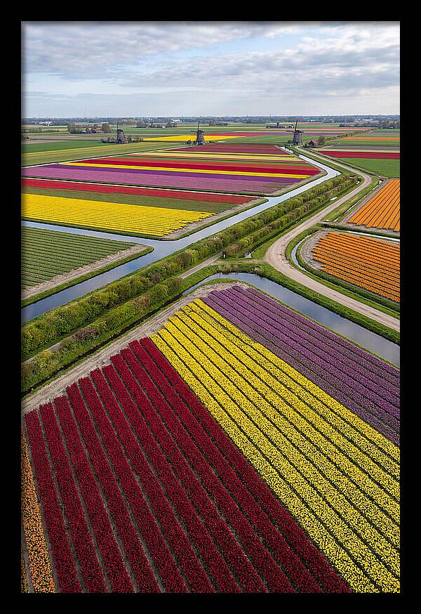 Vibrant Tulip Fields In Spring