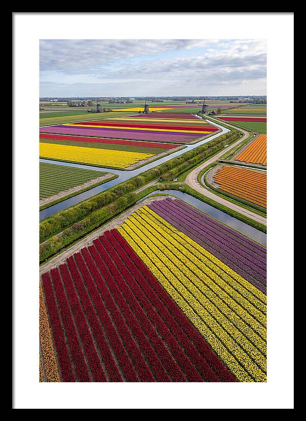 Vibrant Tulip Fields In Spring