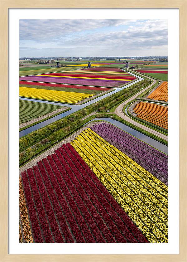 Vibrant Tulip Fields In Spring