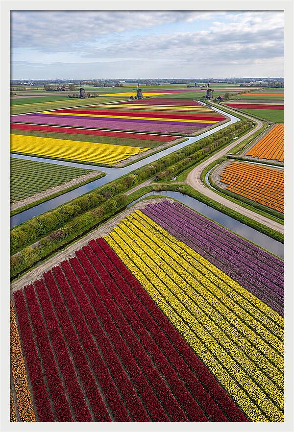 Vibrant Tulip Fields In Spring