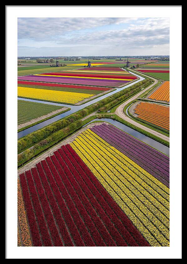 Vibrant Tulip Fields In Spring