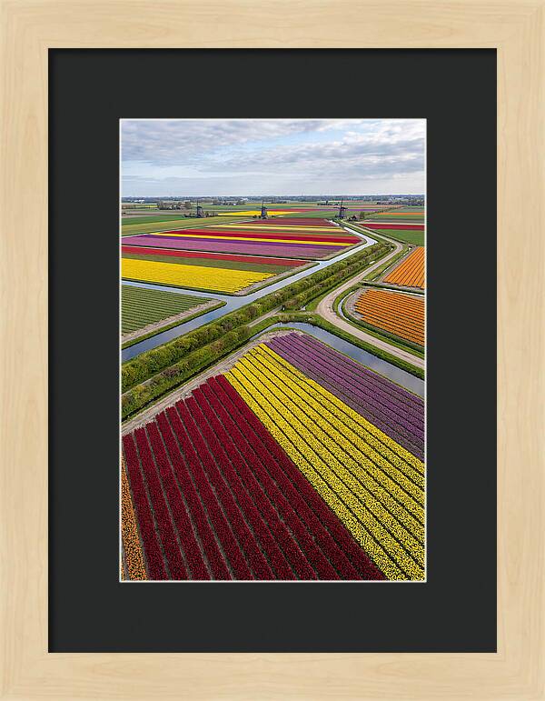 Vibrant Tulip Fields In Spring