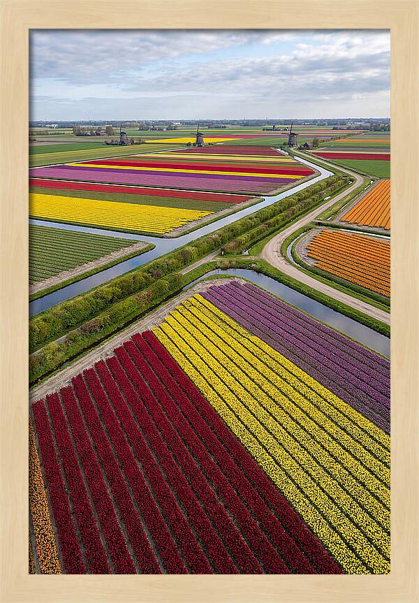 Vibrant Tulip Fields In Spring