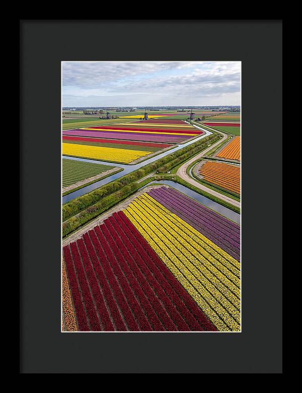 Vibrant Tulip Fields In Spring