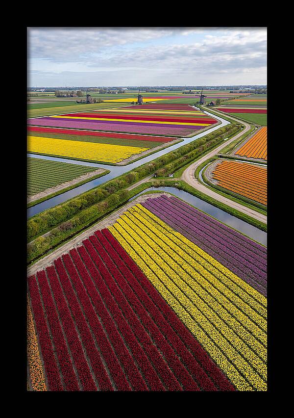 Vibrant Tulip Fields In Spring