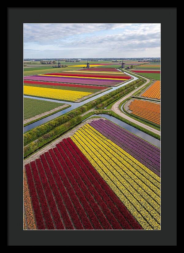 Vibrant Tulip Fields In Spring