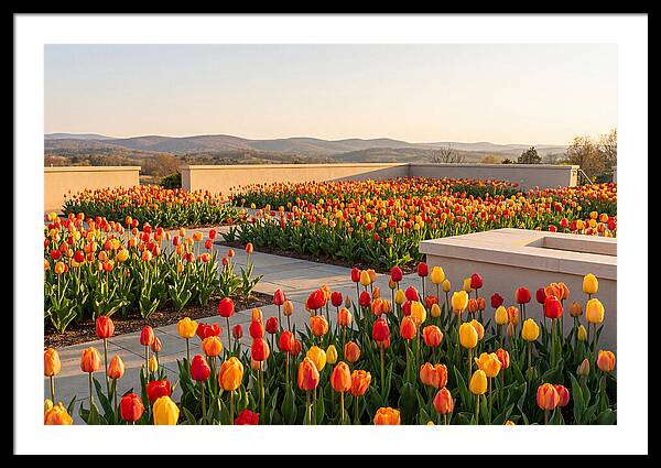 Vibrant Tulips In Spring Garden
