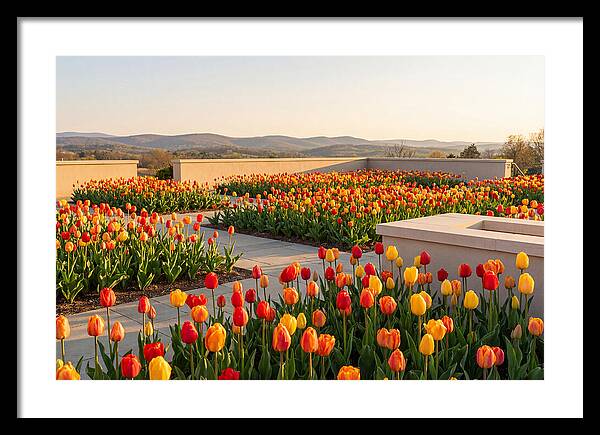 Vibrant Tulips In Spring Garden