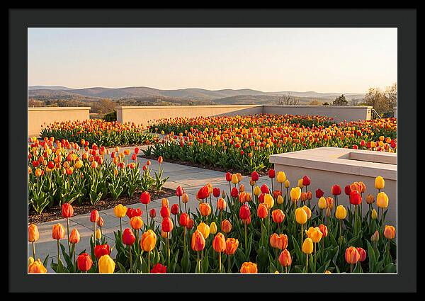 Vibrant Tulips In Spring Garden