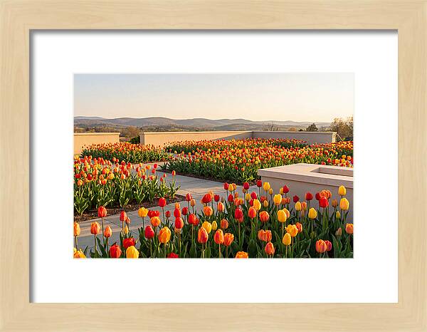 Vibrant Tulips In Spring Garden