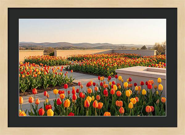 Vibrant Tulips In Spring Garden