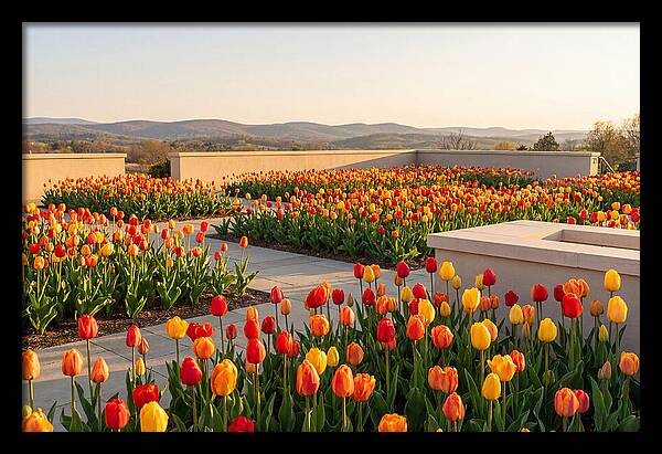 Vibrant Tulips In Spring Garden