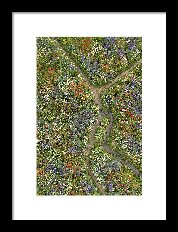 Vibrant Wildflower Meadow From Above